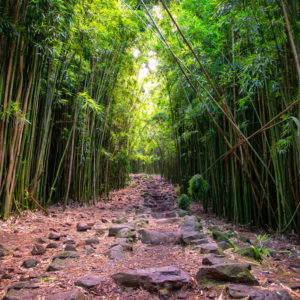 Pīpīwai Trail bamboo forest on Maui